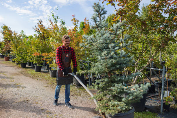 Best Local Tree Services  in Ponderay, ID